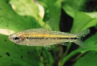 Nannaethiops unitaeniatus