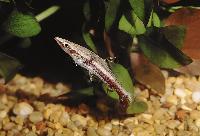 Nannostomus eques