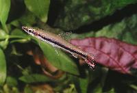 Nannostomus unifasciatus