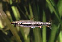 Nannostomus harrisoni