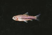Neolebias trewavasae