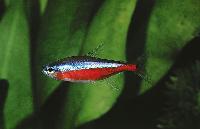 Paracheirodon axelrodi