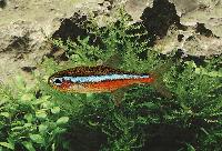 Paracheirodon simulans