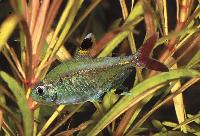 Pristella maxillaris