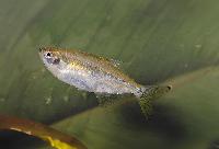 Pseudocorynopoma doriae