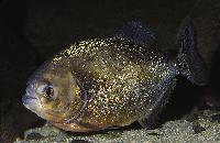 Pygocentrus nattereri