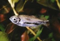 Triportheus rotundatus