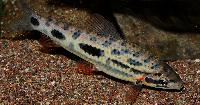 Leporinus granti