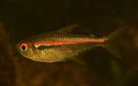 Hyphessobrycon amapaensis