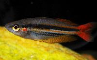 Melanotaenia papuae