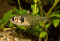Hyphessobrycon takasei
