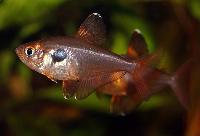 Hyphessobrycon sweglesi
