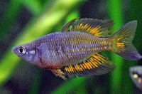 Melanotaenia parkinsoni