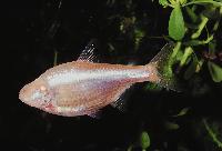 Astyanax jordani