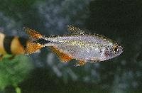 Hyphessobrycon anisitsi