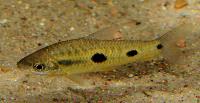 Leporinus cf. parae