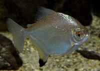 Myloplus sp.