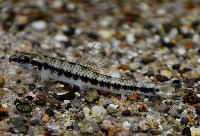 Characidium sp. 'apui'