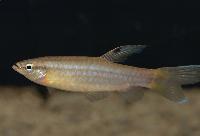 Pyrrhulina australis