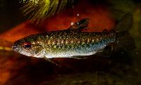 Arnoldichthys spilopterus