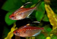 Hyphessobrycon pyrrhonotus