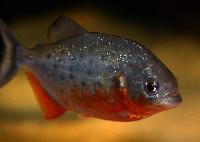 Serrasalmus nattereri