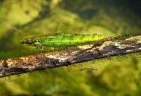 Ammocryptocharax elegans