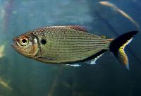 Brycon falcatus