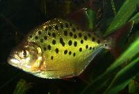 Pristobrycon careospinus