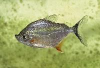 Catoprion mento