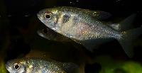 Hyphessobrycon bifasciatus