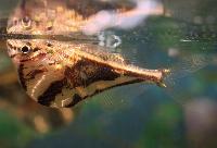Carnegiella strigata
