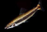 Nannocharax latifasciatus