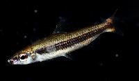 Nannocharax latifasciatus