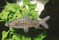 Distichodus fasciolatus