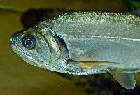 Hydrolycus scomberoides