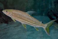Hydrocynus goliath