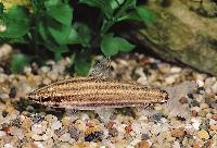 Leporinus striatus