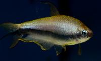 Hyphessobrycon nigricinctus