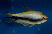 Hyphessobrycon nigricinctus