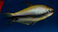 Hyphessobrycon nigricinctus