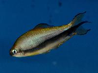 Hyphessobrycon nigricinctus