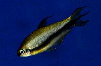 Hyphessobrycon nigricinctus