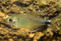 Nematocharax venustus