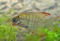 Gymnochanda verae