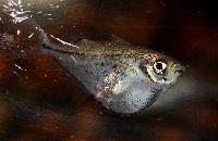 Carnegiella schereri 