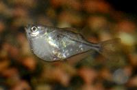Carnegiella schereri 