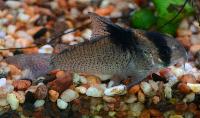 Corydoras bicolor