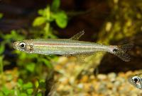 Iguanodectes geisleri