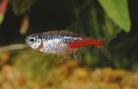 Paracheirodon innesi